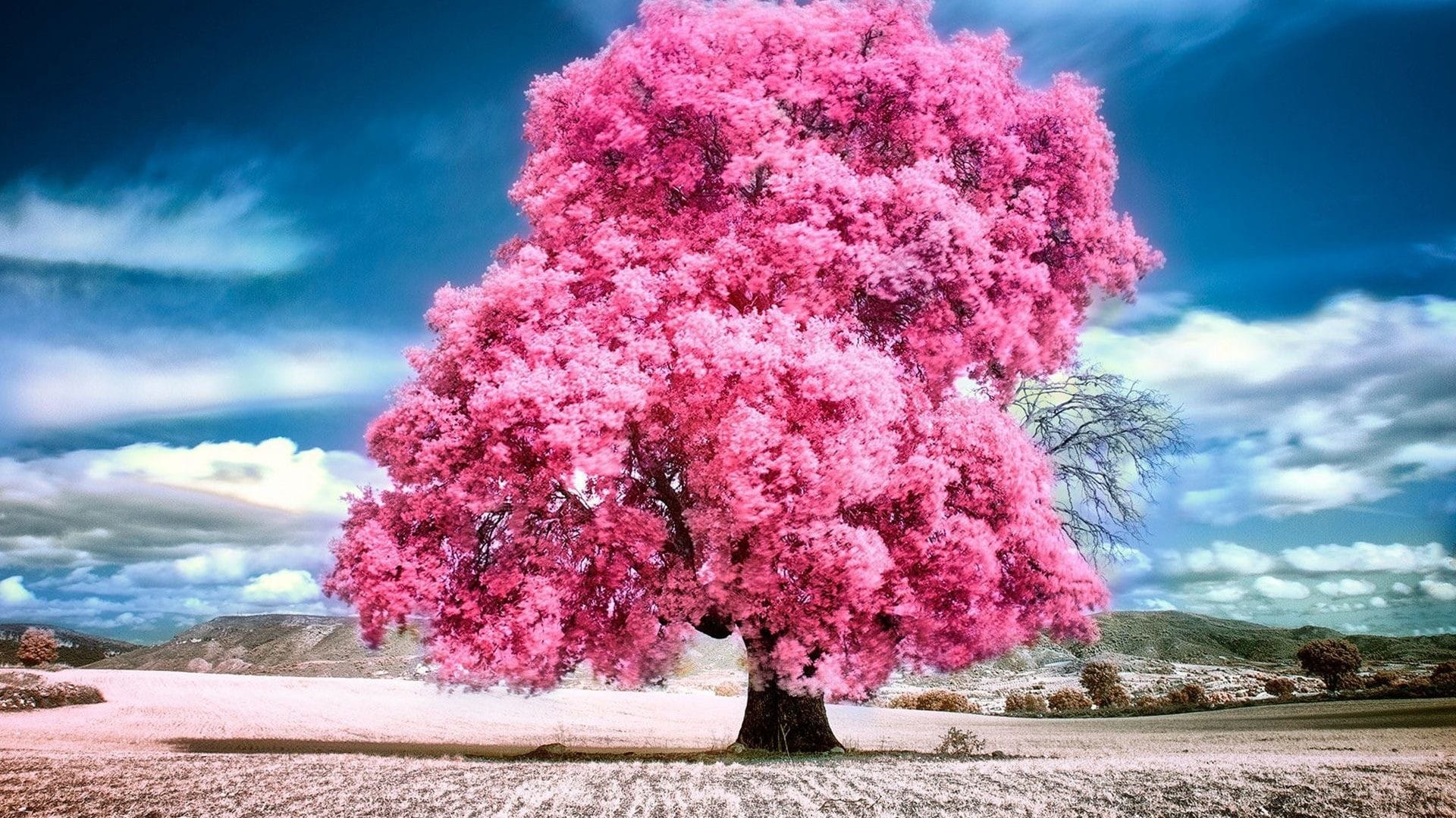 pink-nature